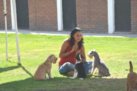 adiestramiento-canino